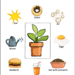 What Plants Need To Grow Worksheets For Preschools