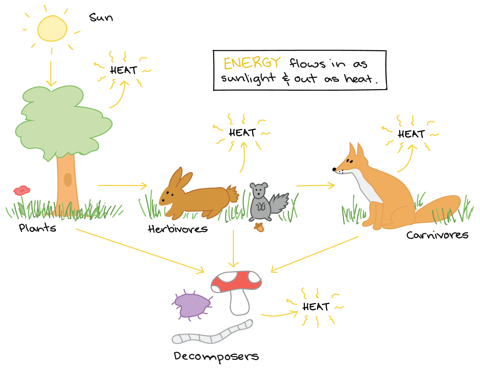 Worksheet Ecological Pyramid Worksheet Grass Fedjp Worksheet Study Site