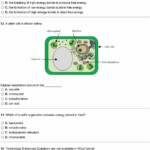 Worksheet Photosynthesis And Cell Energy Biology Answers