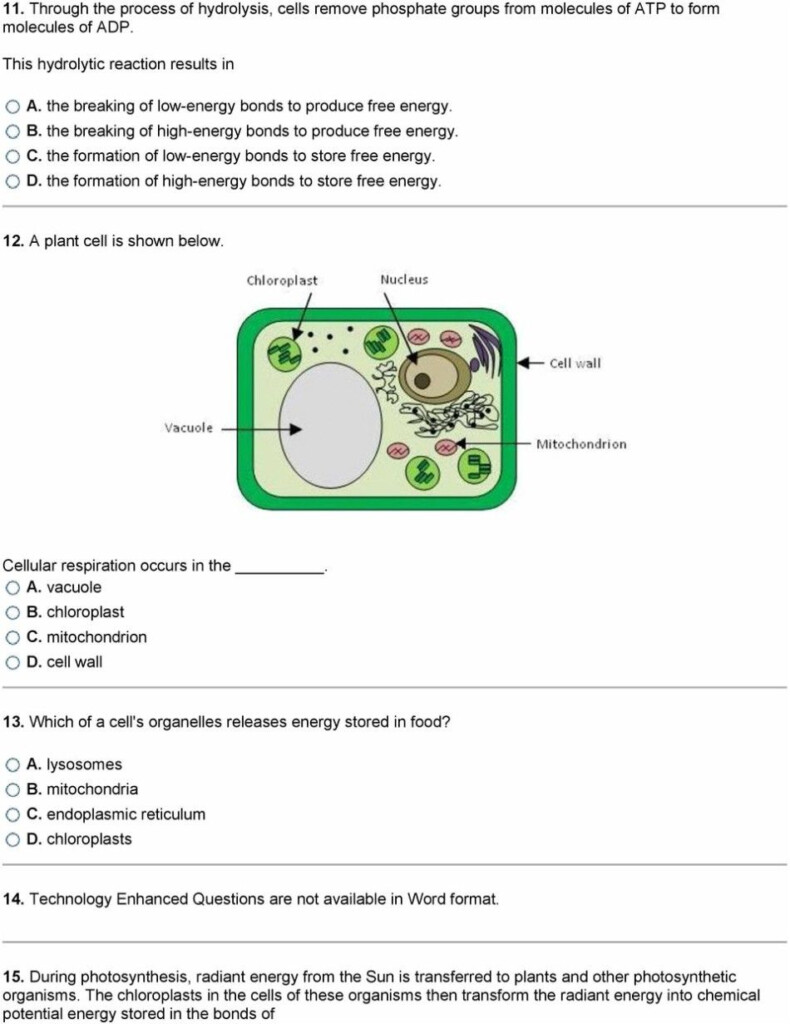 Worksheet Photosynthesis And Cell Energy Biology Answers 