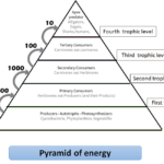10 Law Of Flow Of Energy In The Ecosystem Was Proposed Class 12 Biology