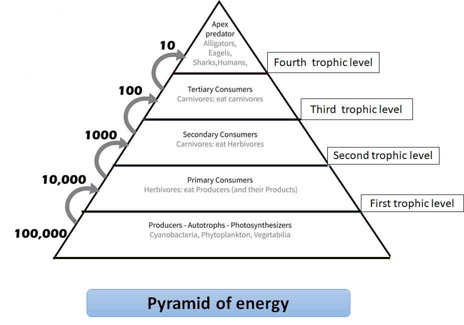 10 Law Of Flow Of Energy In The Ecosystem Was Proposed Class 12 Biology 