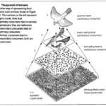 11 Biomass Energy Pyramid Worksheet Worksheeto