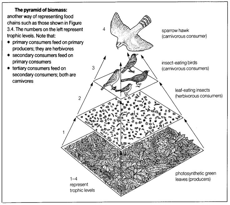 11 Biomass Energy Pyramid Worksheet Worksheeto