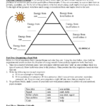 11 Energy Pyramid Trophic Levels Worksheet Worksheeto