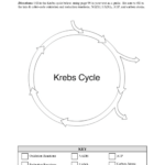 13 Citric Acid Cycle Worksheet Worksheeto