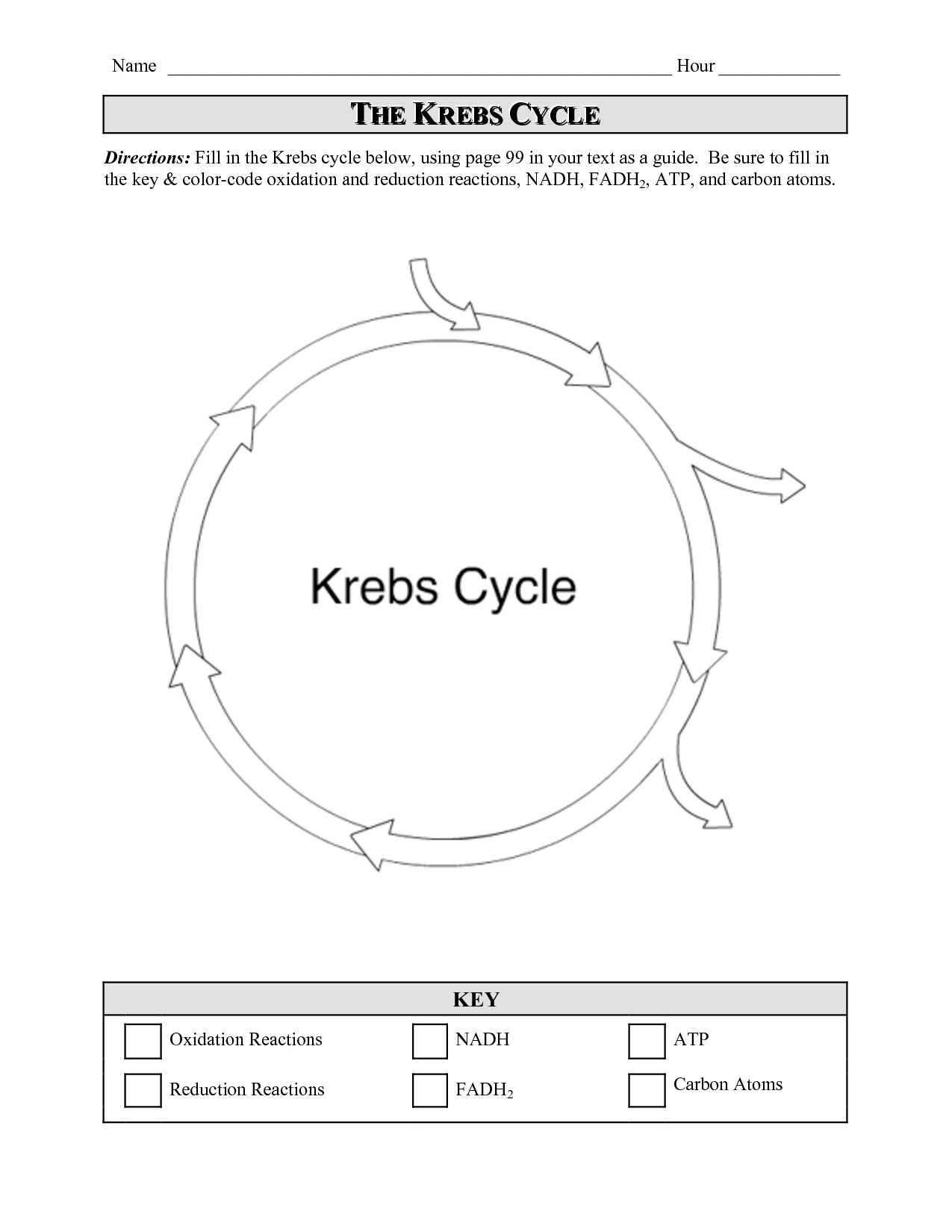 13 Citric Acid Cycle Worksheet Worksheeto