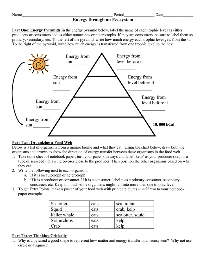 14 Energy Pyramid Worksheet Middle School Worksheeto