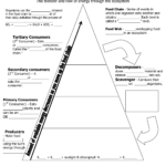 14 Energy Pyramid Worksheet Middle School Worksheeto