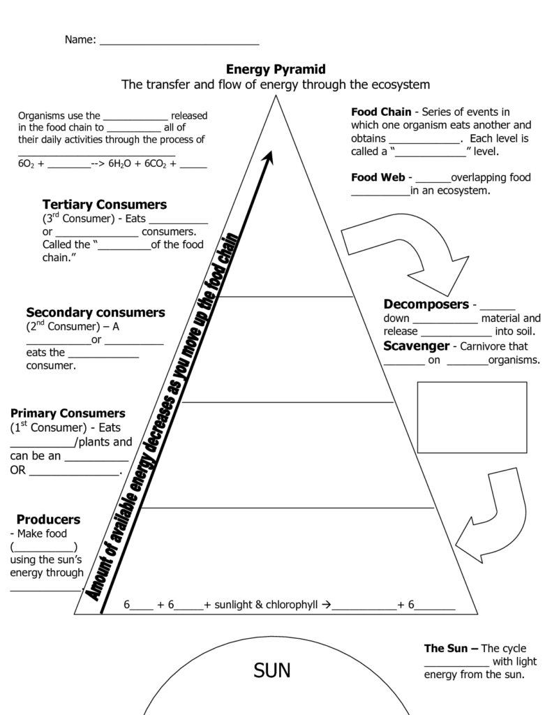 14 Energy Pyramid Worksheet Middle School Worksheeto