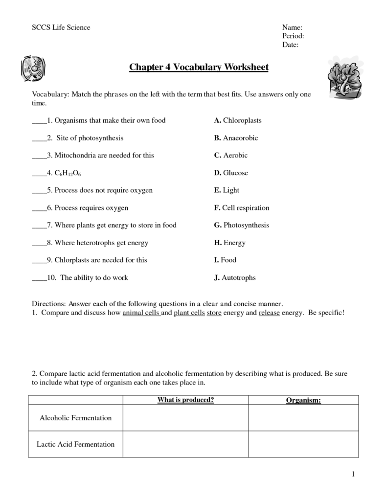 15 Chapter 9 Cellular Respiration Worksheet Worksheeto