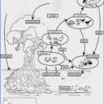 2022 Printable Energy Flow In Ecosystems Worksheet WRKSHTS