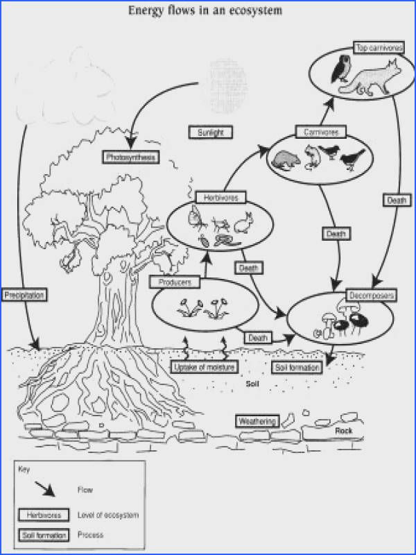 2022 Printable Energy Flow In Ecosystems Worksheet WRKSHTS