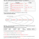3 2 Energy Producers And Consumers Worksheet Answer Key Db excel