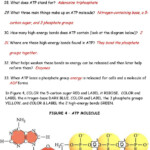 30 Atp Worksheet Answer Key Education Template