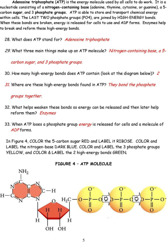 30 Atp Worksheet Answer Key Education Template