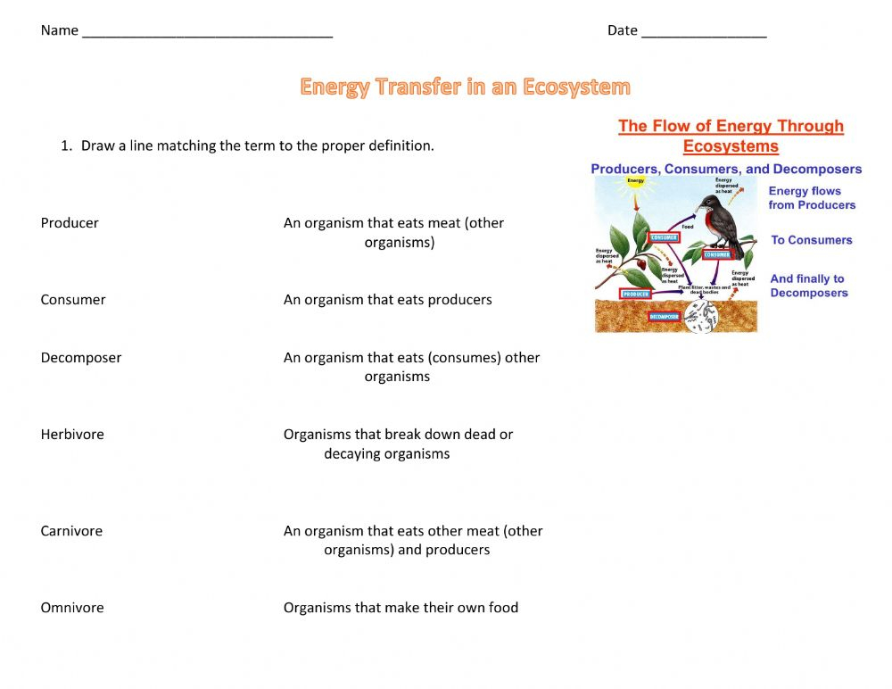41 Energy Flow In Ecosystems Worksheet Worksheet Resource