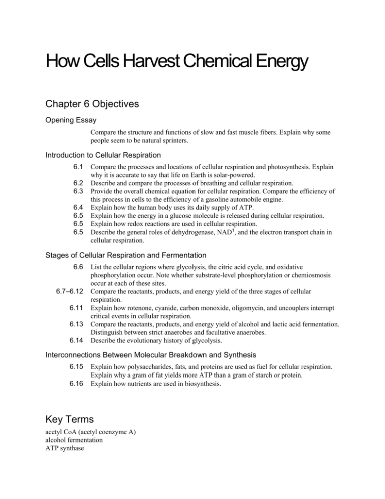 42 How Cells Harvest Chemical Energy Worksheet Answers Worksheet Works