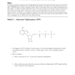 7 ATP The Free Energy Carrier S