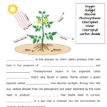 7Th Grade Photosynthesis Worksheet Answers Gerencia