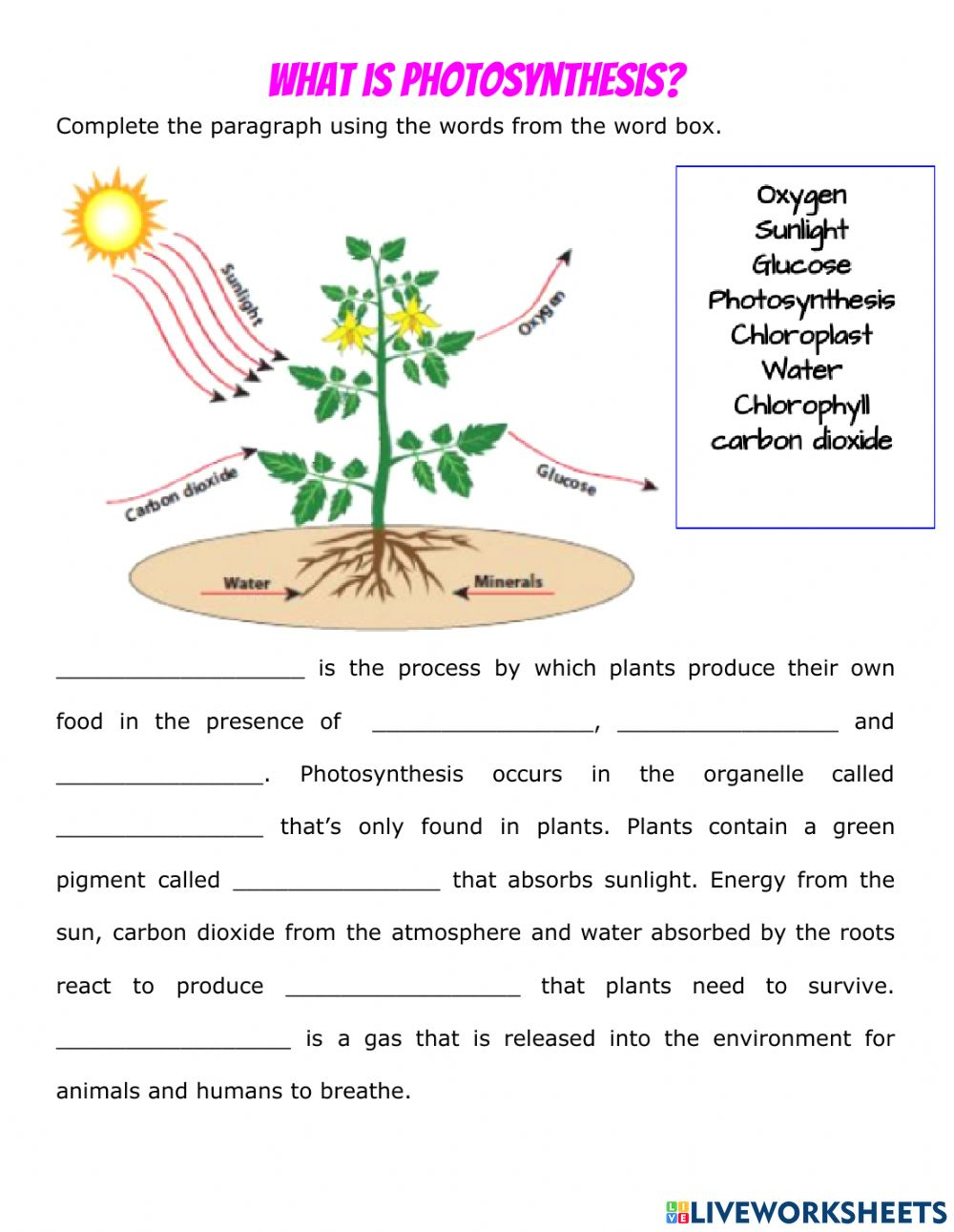 7Th Grade Photosynthesis Worksheet Answers Gerencia