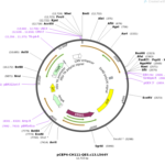 Addgene PCEP4 CH111 QES c13 L544Y