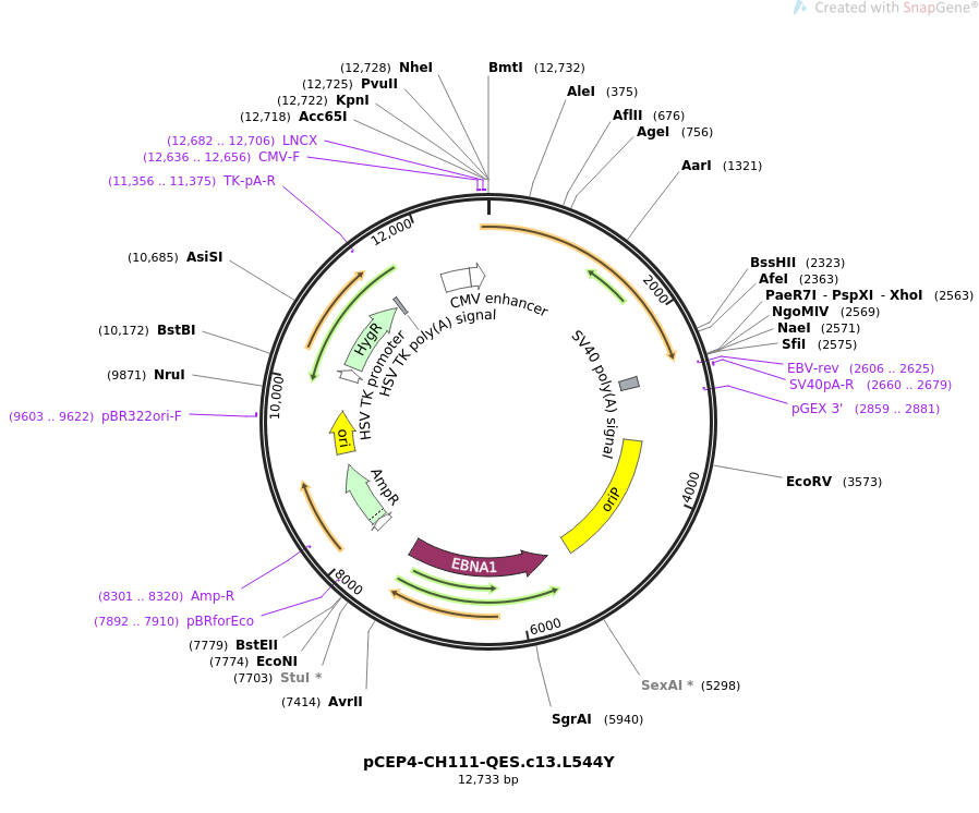 Addgene PCEP4 CH111 QES c13 L544Y