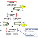 Amy Brown Science Lab The Use Of Glucose In Cellular Respiration