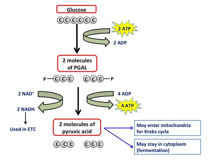 Amy Brown Science Lab The Use Of Glucose In Cellular Respiration