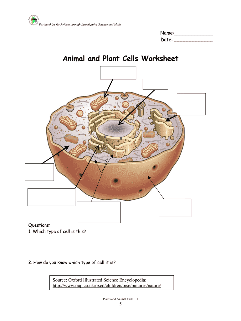 Animal And Plant Cells Worksheet Word Worksheet