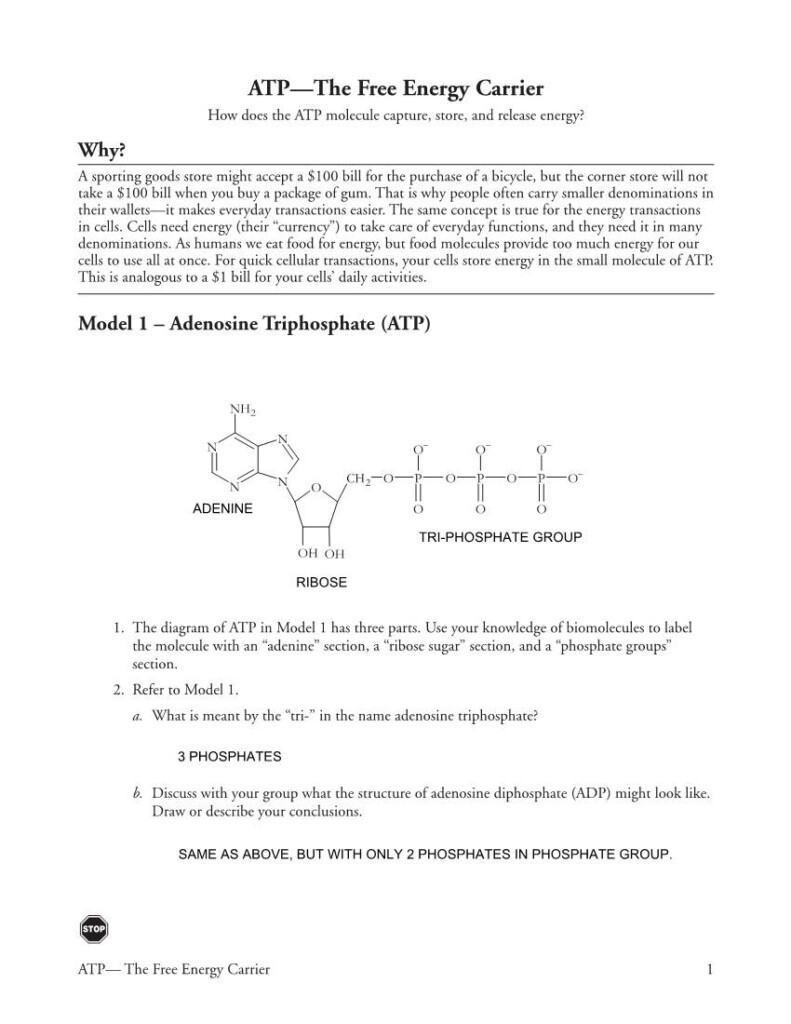 ATP The Free Energy Carrier DocsLib