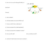 Atp The Free Energy Carrier Worksheet Answers Worksheet Answers