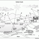 Carbon Cycle Coloring Page Coloring Home