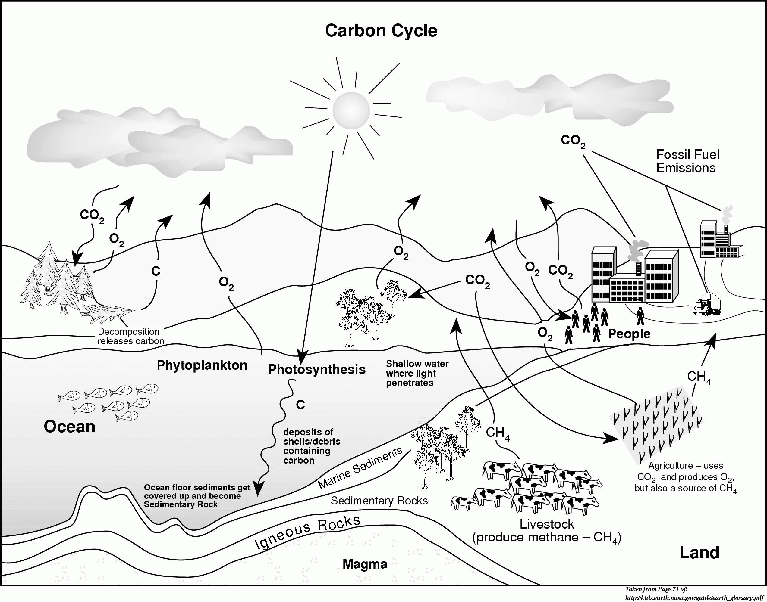 Carbon Cycle Coloring Page Coloring Home