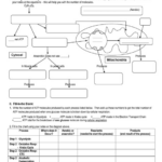 Cell Energy Worksheet 10 Functional Chapter 9 Energy In A Cell