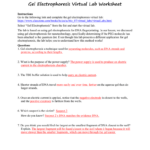 Cell Homeostasis Virtual Lab Worksheet Suggested And Clear