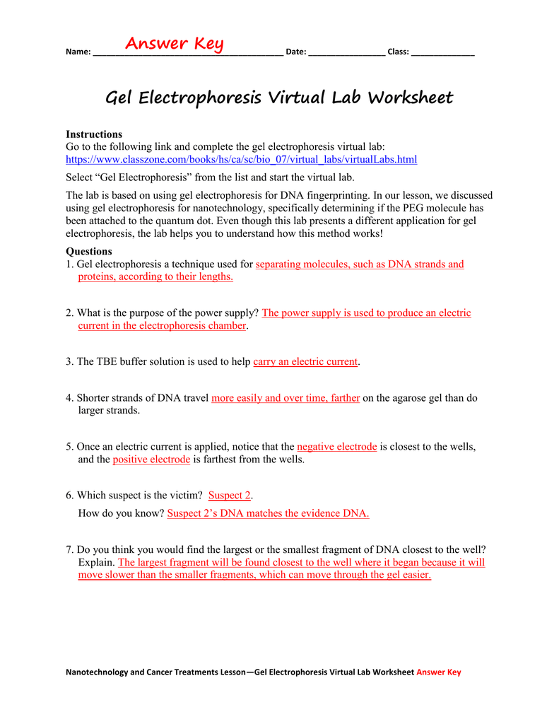 Cell Homeostasis Virtual Lab Worksheet Suggested And Clear 