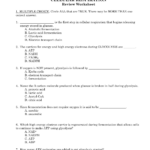 Cellular Respiration Review Worksheet