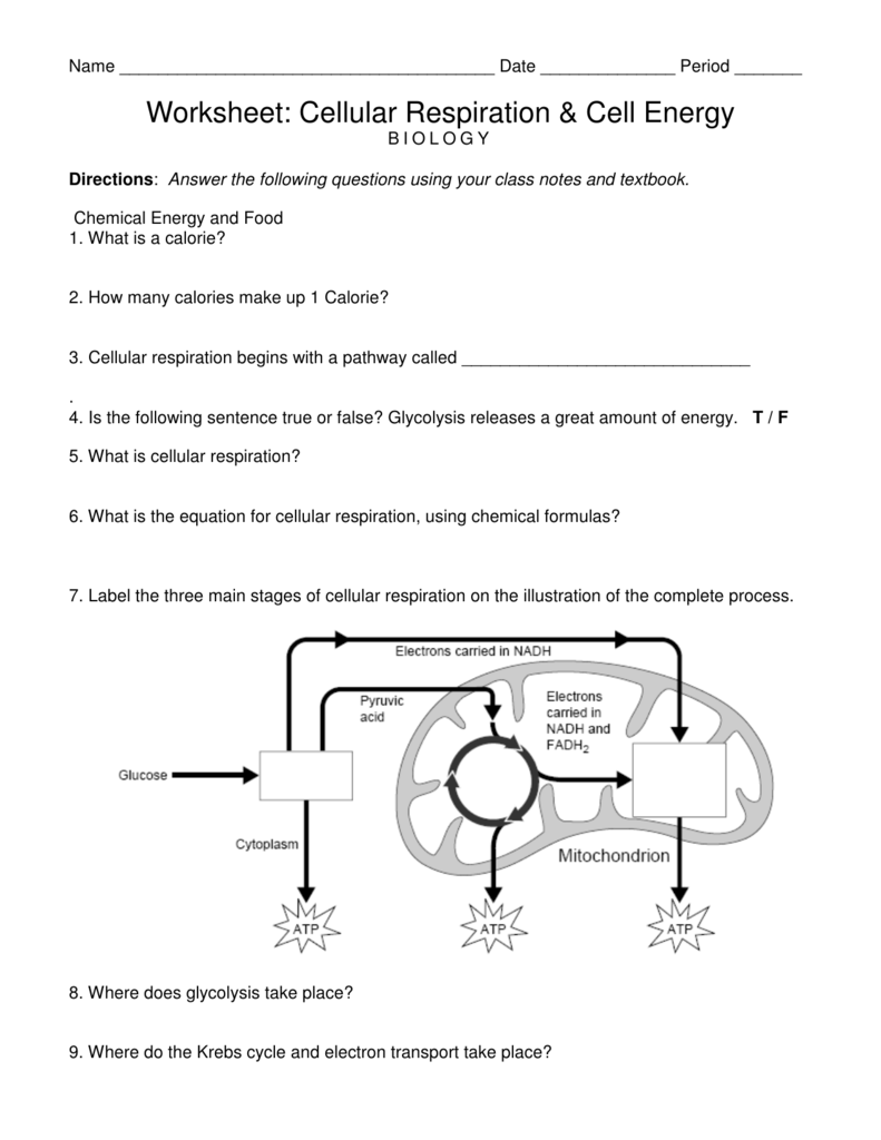 Cellular Respiration Worksheet Answer Key Word Worksheet