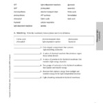 Chapter 4 Cells And Energy Vocabulary Practice Worksheet Answer Key