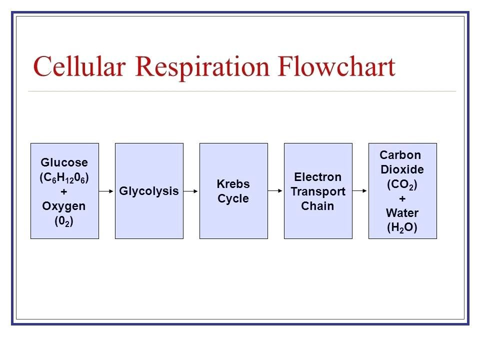 Chapter 9 Energy In A Cell Worksheet Answer Key