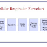 Chapter 9 Energy In A Cell Worksheet Answer Key