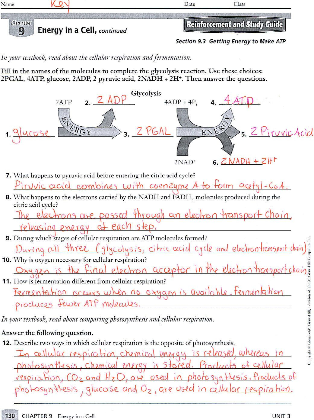 Chapter 9 Energy In A Cell Worksheet Answer Key