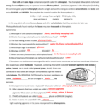 Chloroplast Worksheets KEY