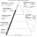 Ecological Pyramid Worksheet Energy Pyramid Worksheets Middle School