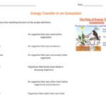 Energy Flow In An Ecosystem Worksheet