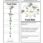 Energy Flow In Ecosystems Worksheet Live Work Sheet Energy Flow In