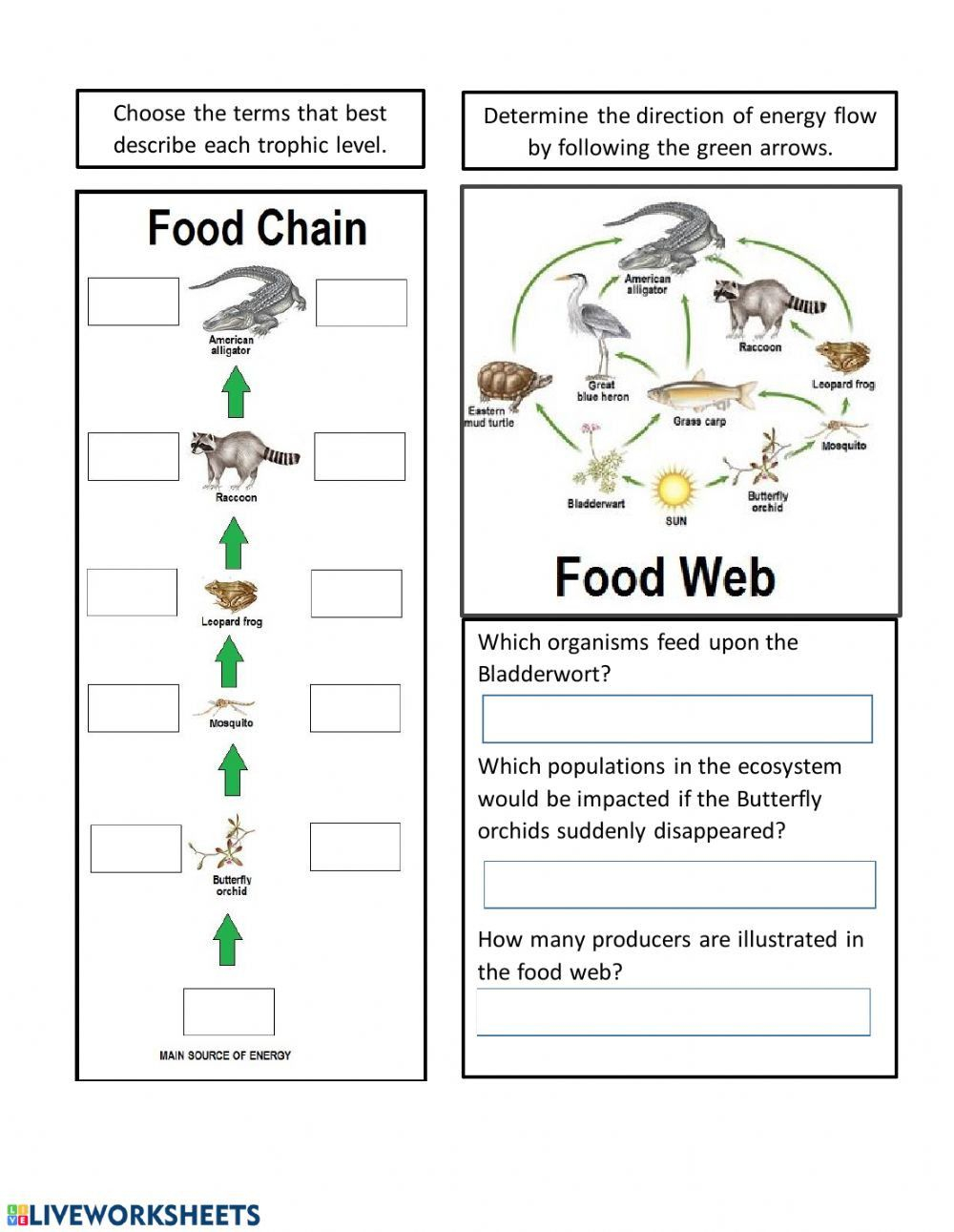 Energy Flow In Ecosystems Worksheet Live Work Sheet Energy Flow In 