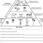 Energy Flow In Ecosystems Worksheet New Ecological Pyramid Worksheet