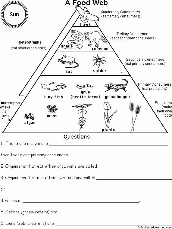 Energy Flow In Ecosystems Worksheet New Ecological Pyramid Worksheet 